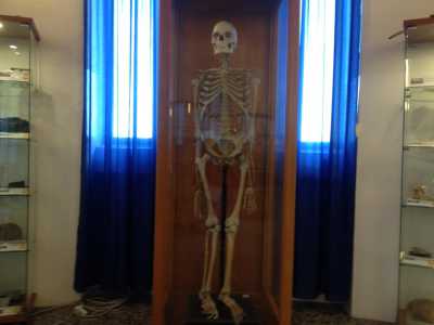 Uno scheletro umano conservato nella sezione dedicata all'anatomia